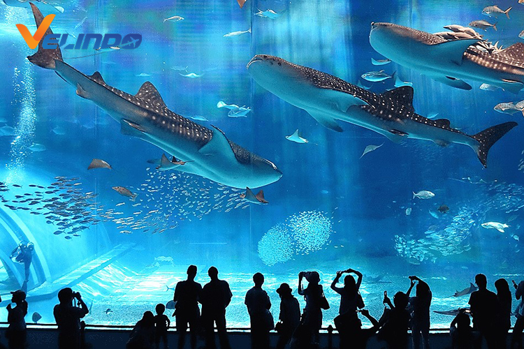 tempat wisata di jepang Okinawa Churaumi Aquarium