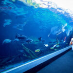aquaria phuket