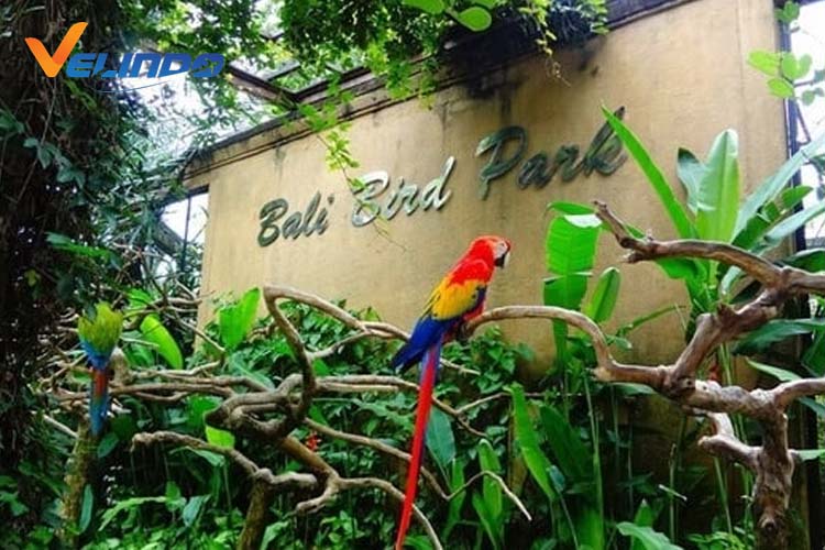 bali bird park foto