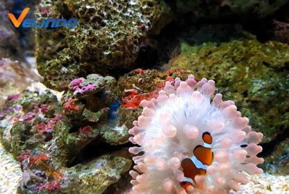 Underwater World Langkawi, Wisata Aquarium di Malaysia